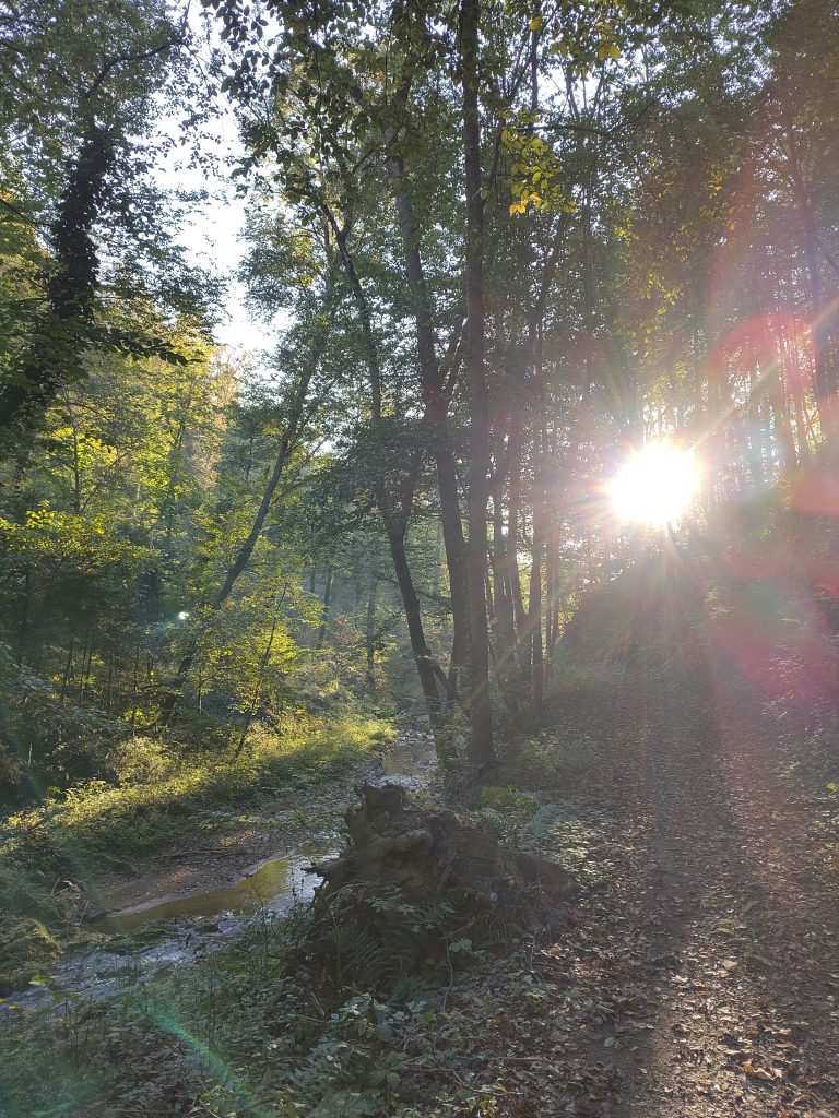 Wald in Pöllau